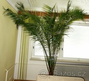 Pokojová palma