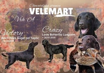 Štěňata Flat coated retriever (Hladkosrstý retrívr)