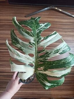 Monstera albo variegata - Zásilkovna zdarma