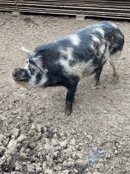 Kune Kune chovný pár