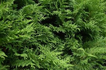Thuja occidentalis - 1