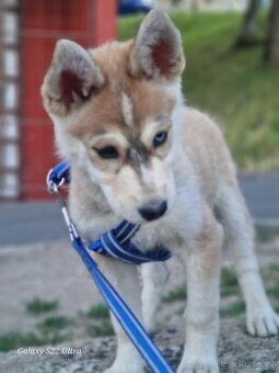 Sibiřský Husky - štěně