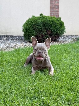 Francouzsky buldoček blue tan merle fenka a isabella fenka