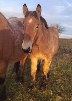 Belgický chladnokrevník - roční a hříbata