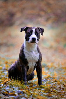 Americký stafordšírský teriér s PP