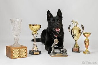 Německý ovčák s PP