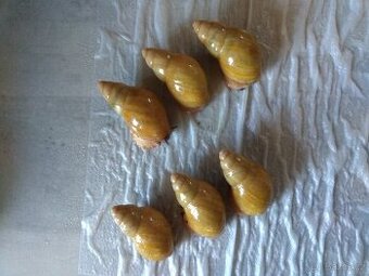 Africký šnek Archachatina Porphyrostoma Albino Shell