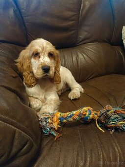 Anglický kokršpaněl barevný kluci