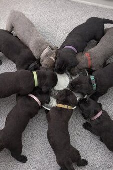 Štěňátka Cane Corso s PP