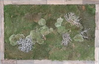 Obraz z mechu a keře 114 x 74 cm