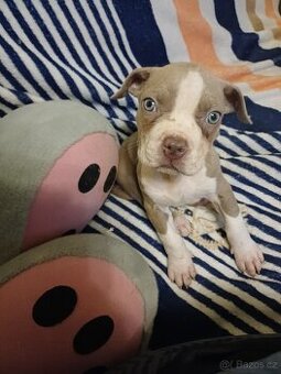 American bully xl štěňátko bez PP