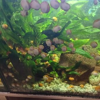 Akvarijní šnek - 1