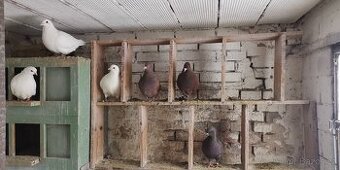 Prodám: Holub Kalifornský