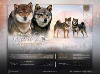 Shiba štěňata s PP/ FCI