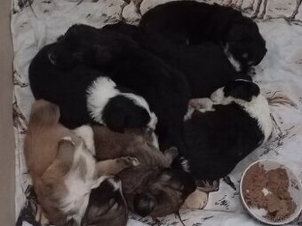 Prodám štěňata kříženců