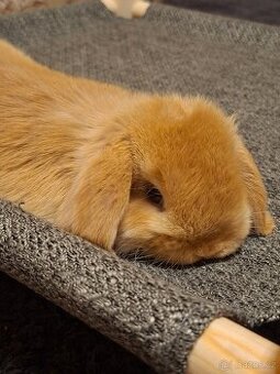 Mini Lop