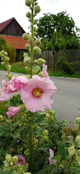 semena, sazenice trvalky TOPOLOVKY - - viz text a fota