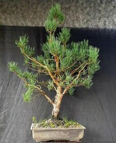 Bonsai, Bonsaj, yamadori - Pinus sylvestris watereri 3 - 1
