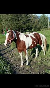 American Paint Horse klisna