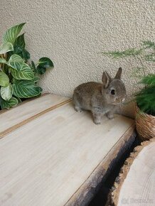 Zakrslý králík - 1