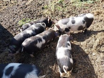 Kune kune