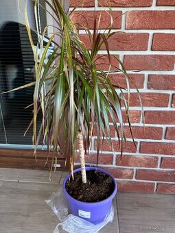 Dracena (pokojová rostlina)