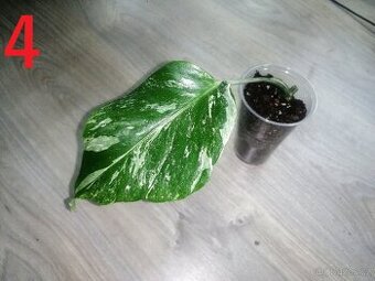 4.Monstera Deliciosa Albo variegata - Nový list na cestě