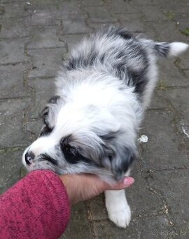 Border kolie