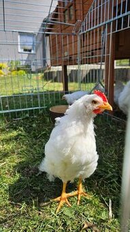 Kohouti Leghorn - Plzeň sever - 1