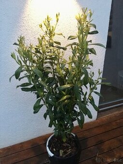Bobkovišně 125 cm
