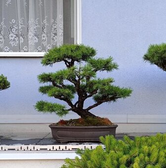 Borovice lesní (Pinus sylvestris) bonsai