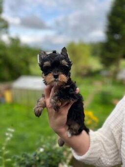 K prodeji black tan yorkshire terrier fenka