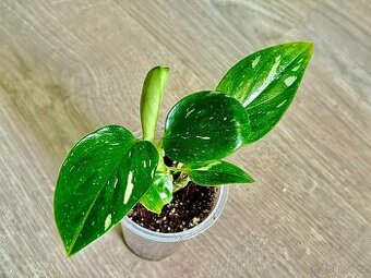 Monstera Standleyana Variegata