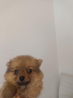 Pomeranian mini
