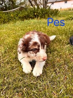 Border kolie Red merle