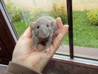Dumbo, rex - mláďata potkánků s výpisem předků 22.10. Praha