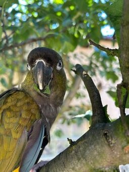 Prodej papoušek patagonský