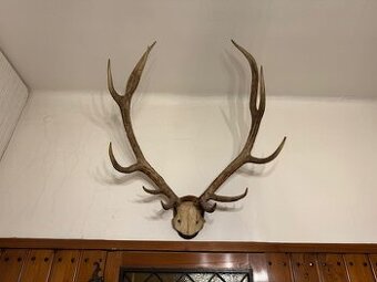 Jelení paroží - trofejní