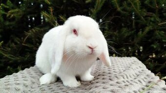 Zakrslý beránek, králíček, králík - WILLIAM