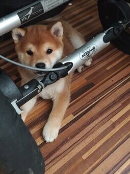 Shiba inu ( k odběru ihned )