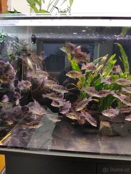 Geophagus Tapajós red head