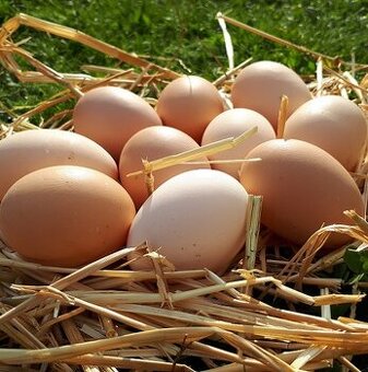 Prodám domácí vejce