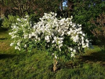 Nabízím zahradnické práce