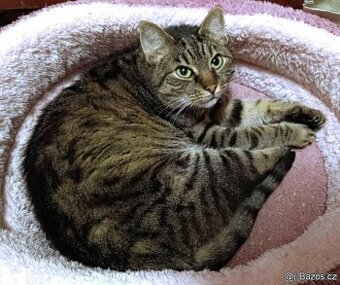 Kočička Eliška hledá nový domov