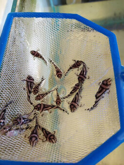 prodám L 046 Hypancistrus zebra