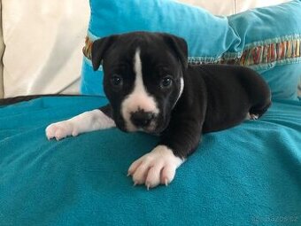 Stafordšírský bulteriér