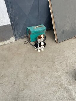 Kavalir king charles španěl