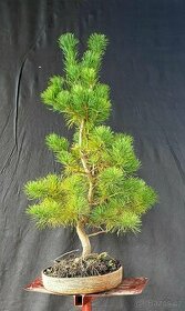 Bonsai, Bonsaj - Pinus parviflora 2