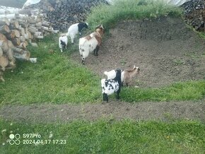 Holandská zakrslá koza