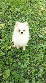 Pomeranian mini